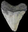 Bargain, Megalodon Tooth - North Carolina #67110-1
